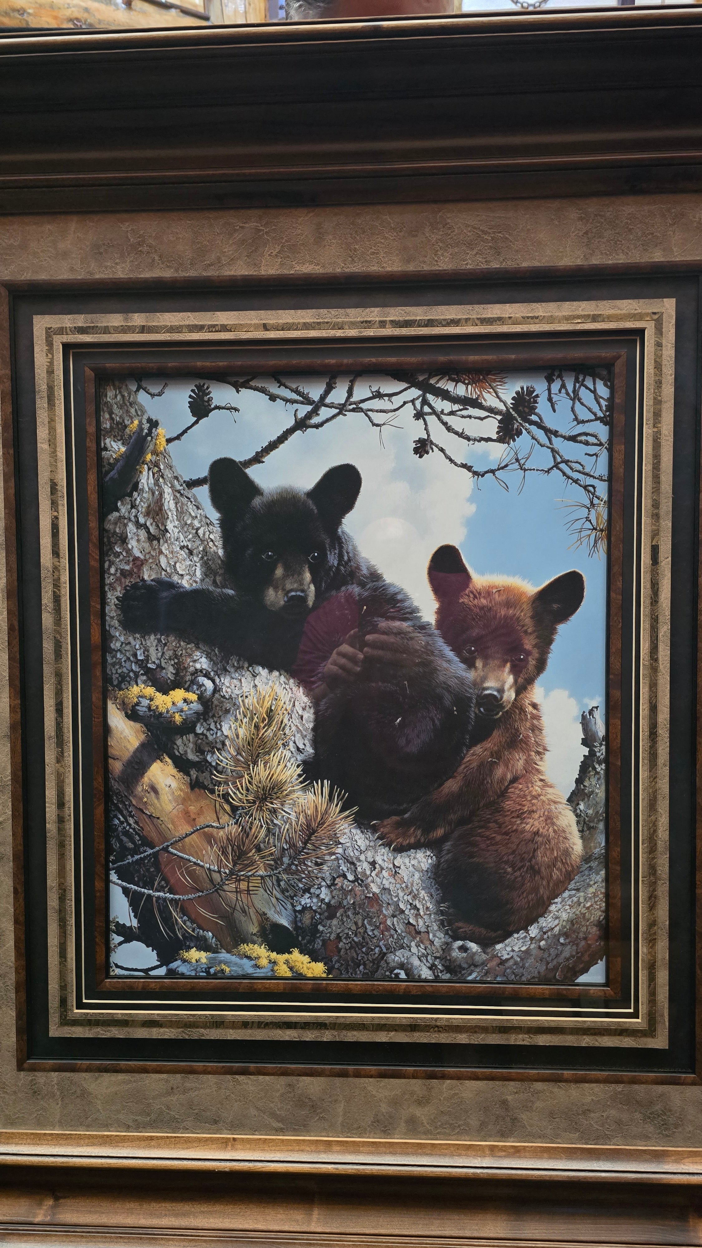 Two Black Bear Cubs Climbing in a Pine Tree with a Wood Frame