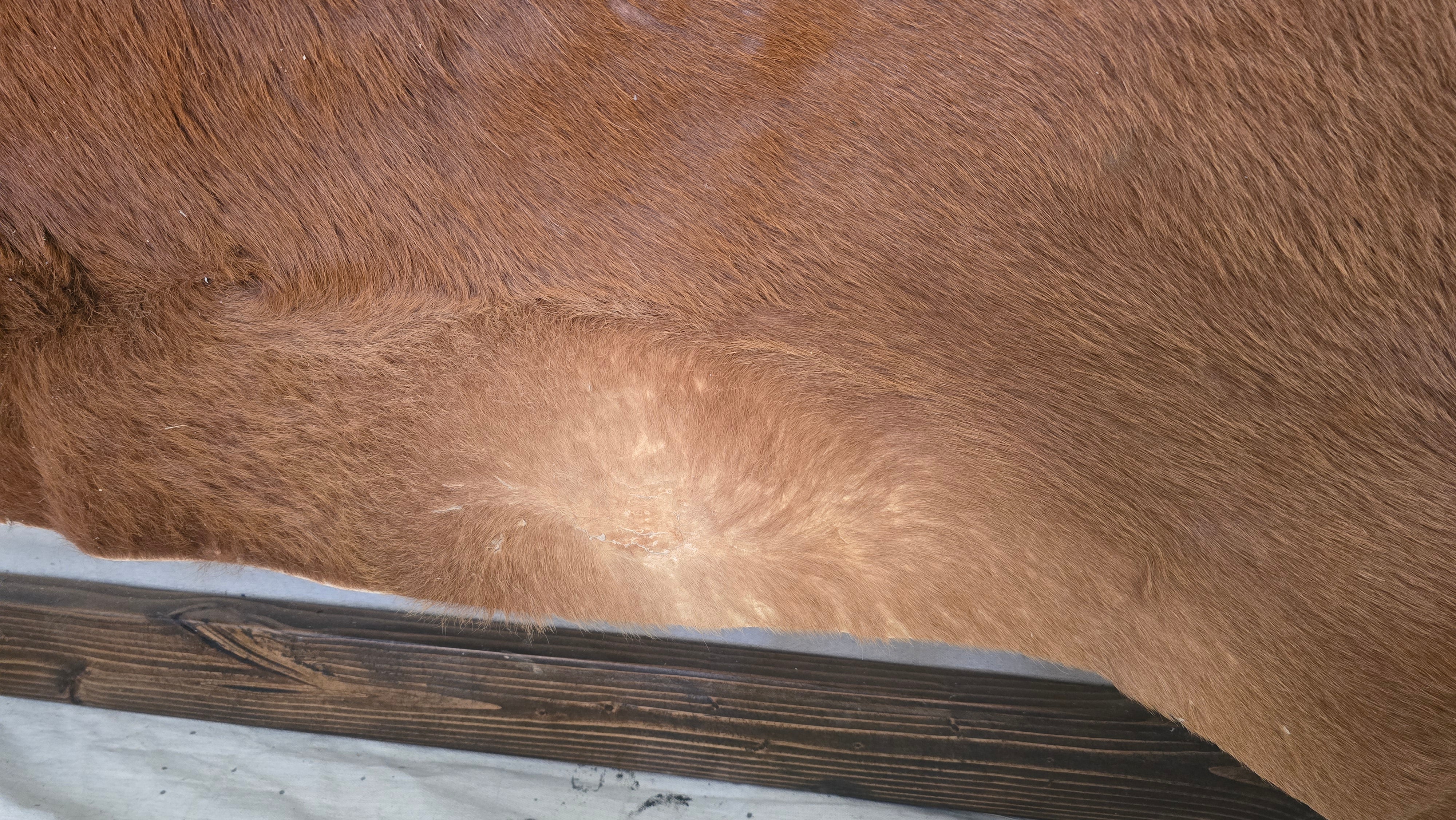 Reliable Brown Cowhide Handmade in Brazil