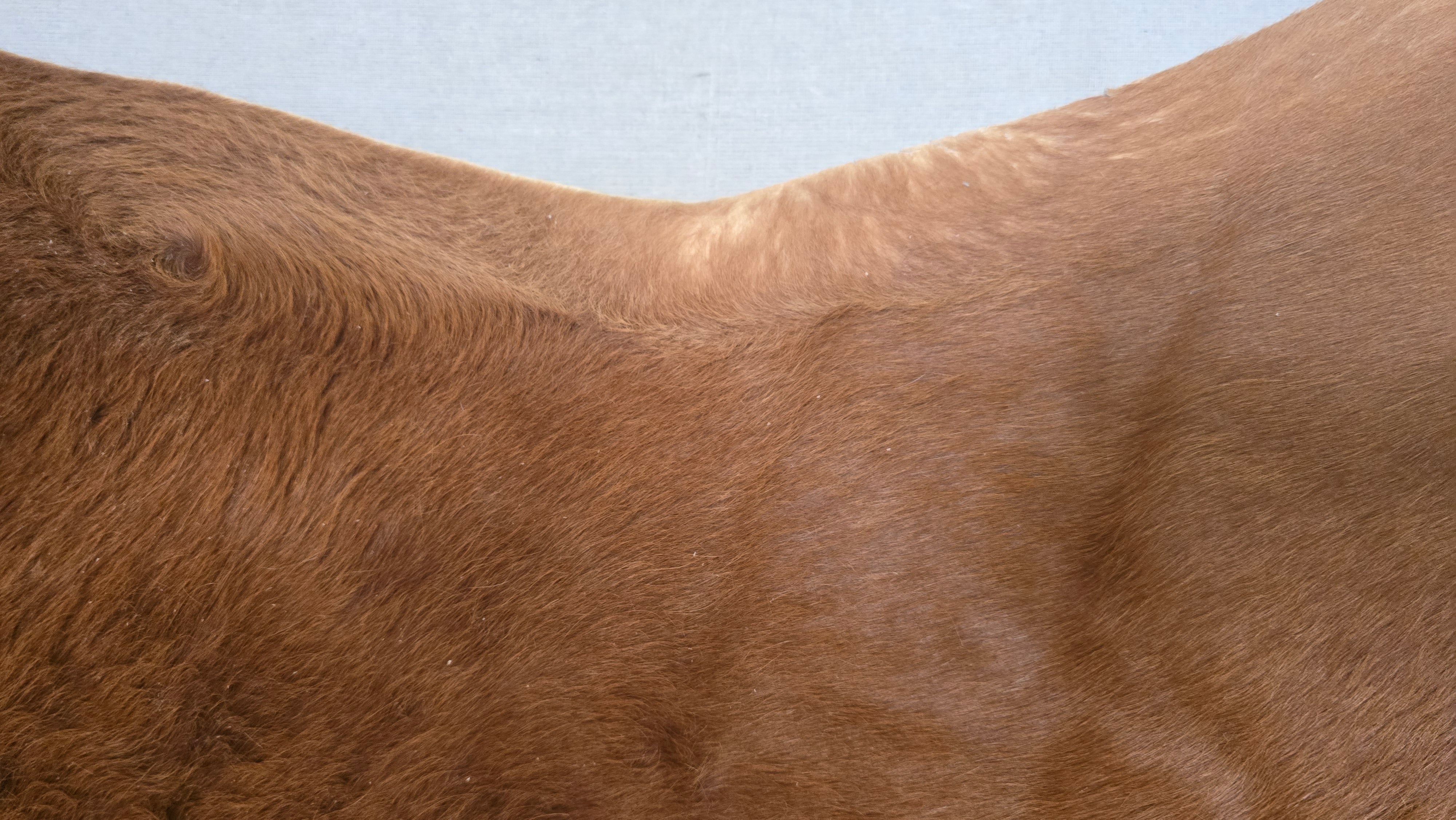 Reliable Brown Cowhide Handmade in Brazil