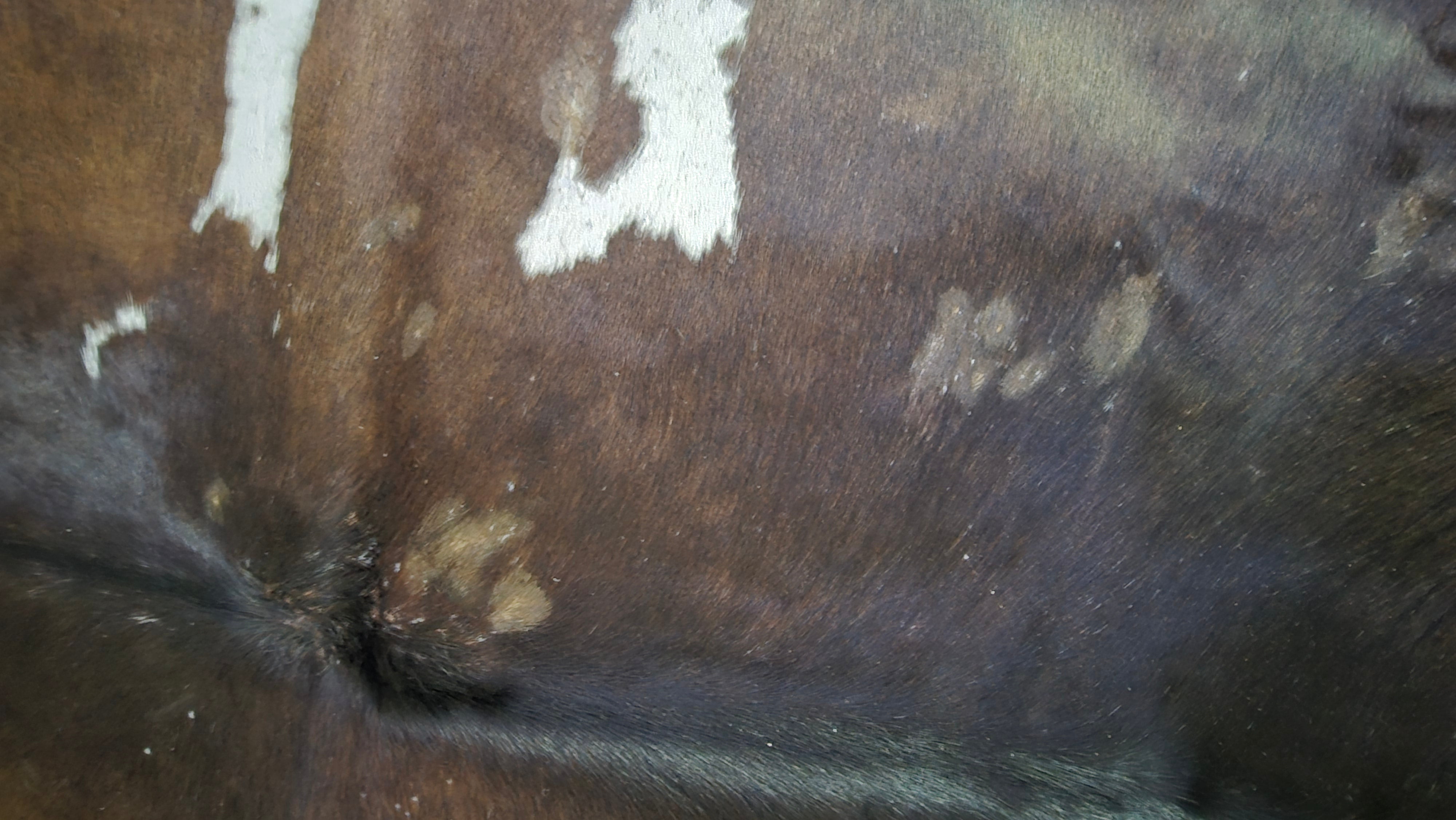 Distinctive Brown and White Cowhide Handcrafted in Brazil