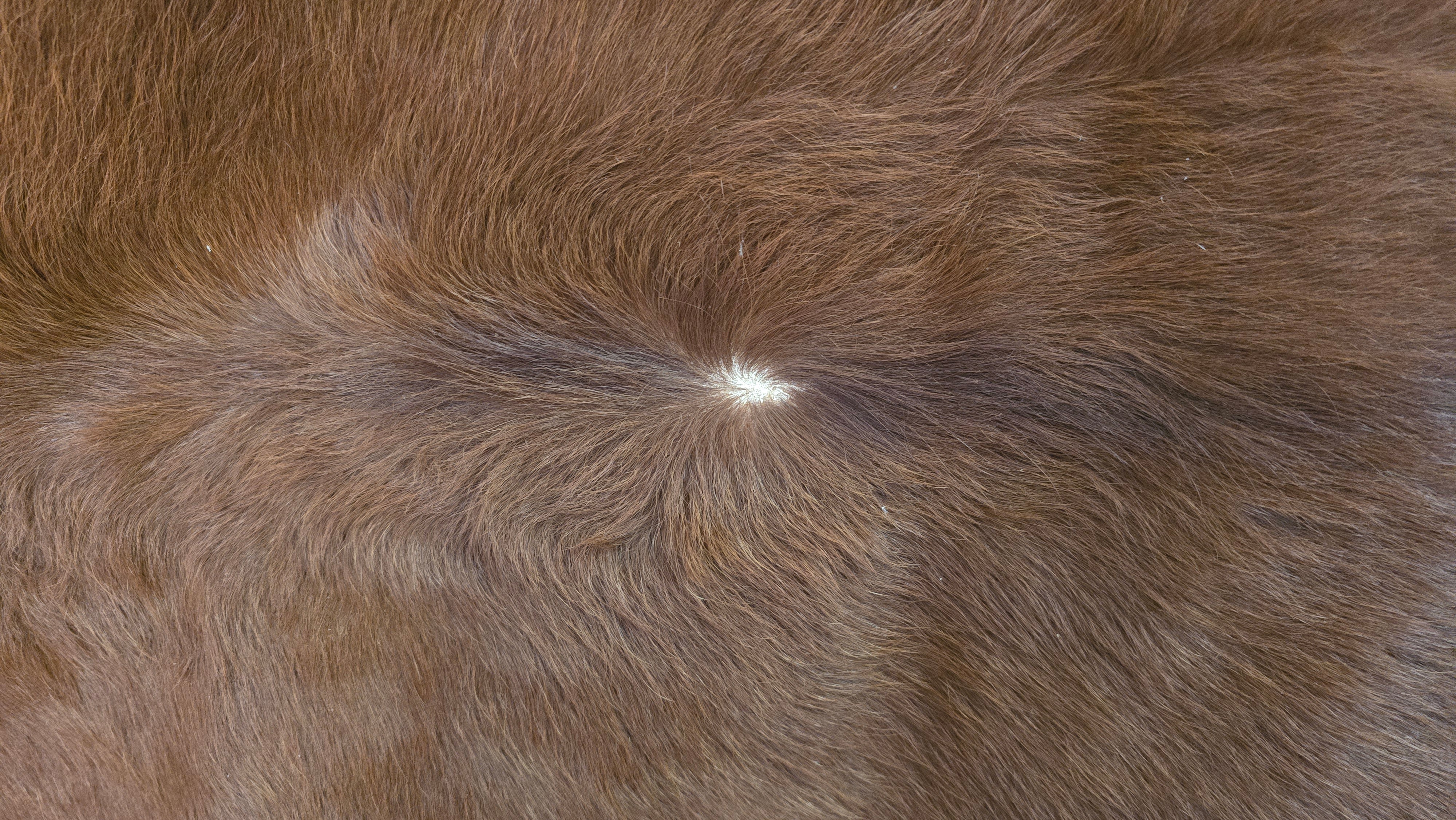 Natural Brown and White Cowhide Made in Brazil