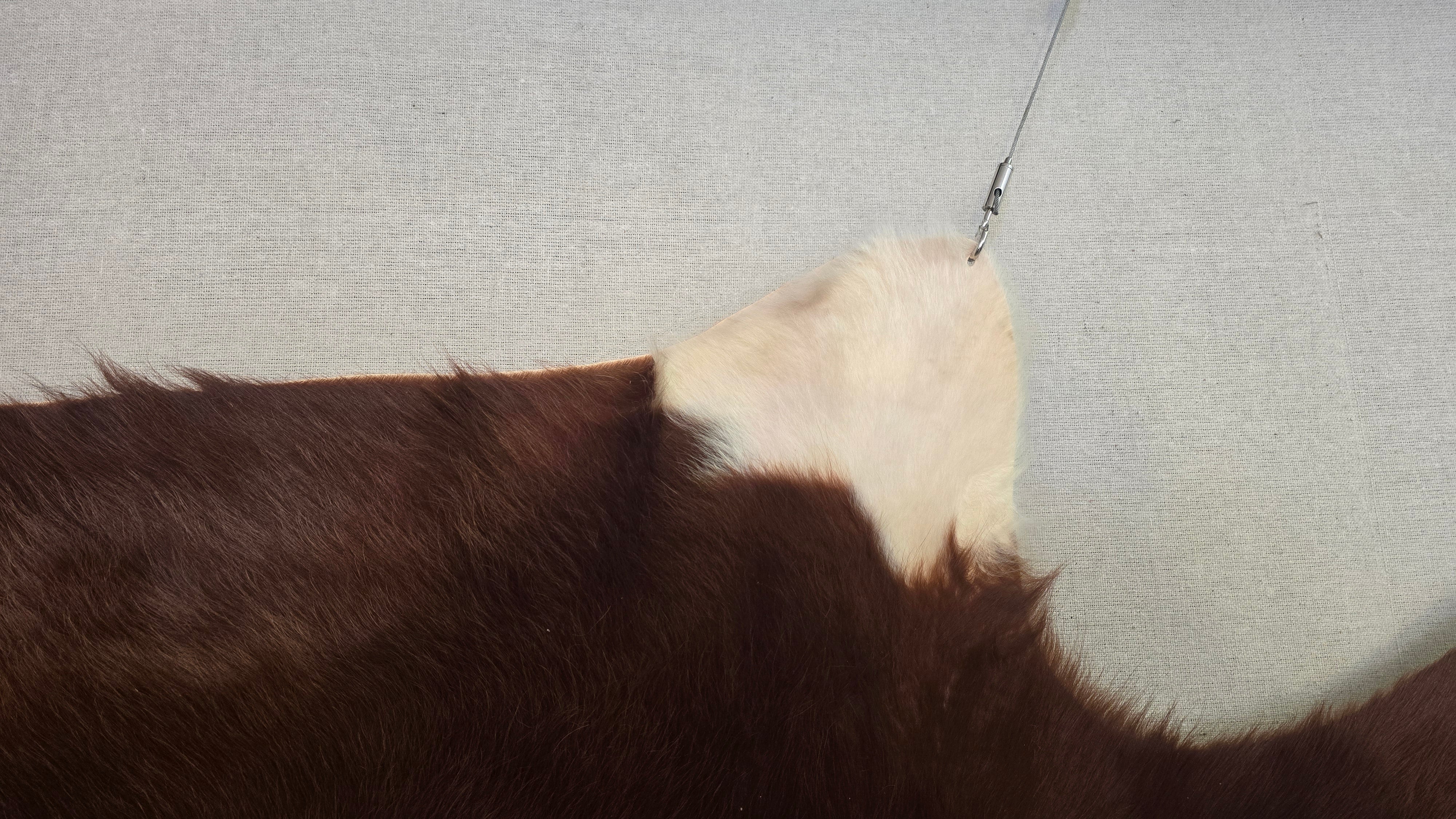 Natural Brown and White Cowhide Made in Brazil