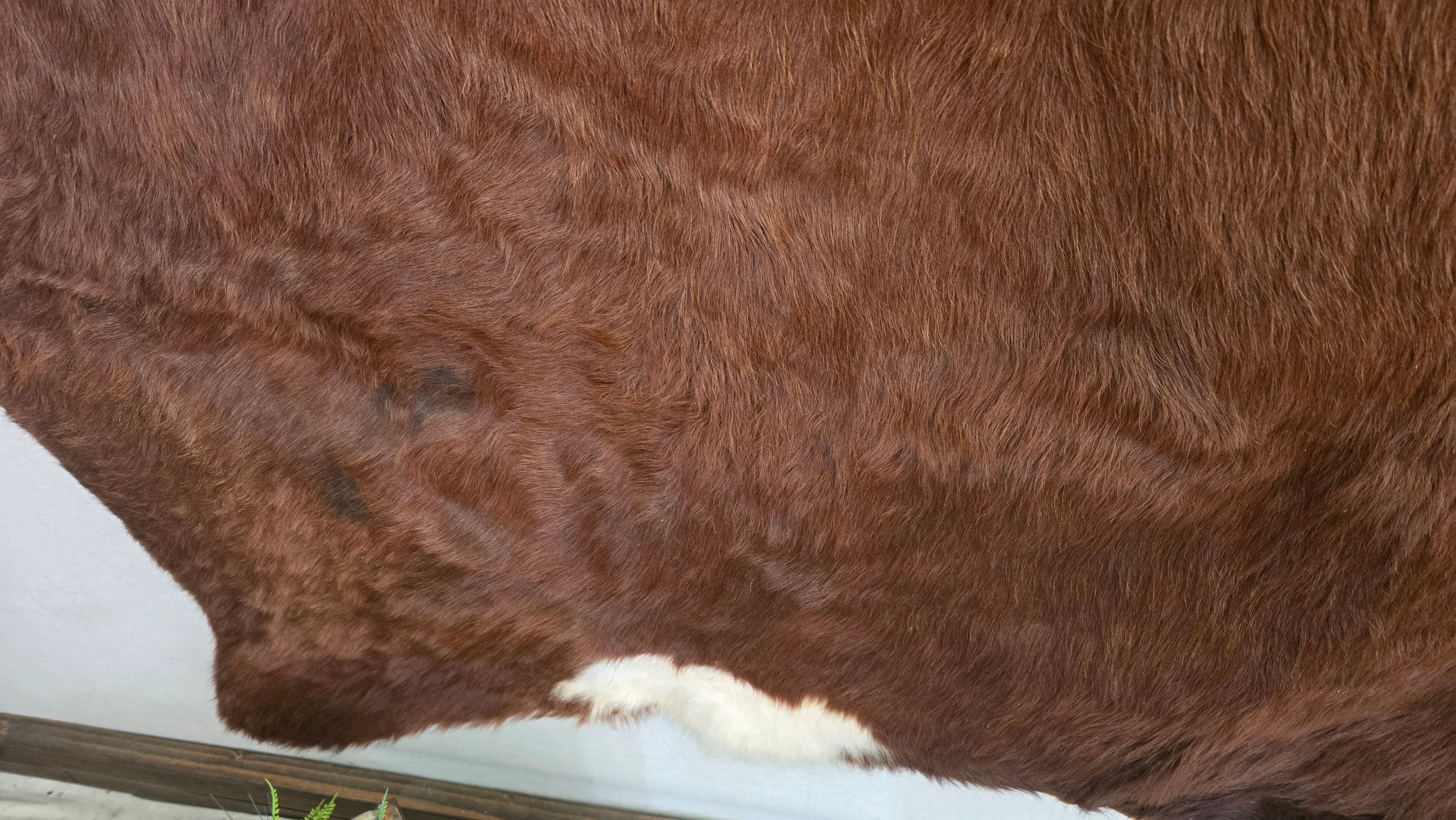Natural Brown and White Cowhide Made in Brazil