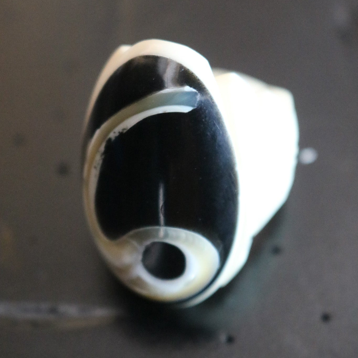 White Ivory with Inlayed Black Onyx and Mother of Pearl Ring Size 7