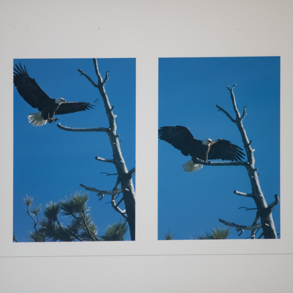 Multiple Photos Taken by Photographer Robert R. Fletcher of George and Gracie Our Local American Bald Eagles.
