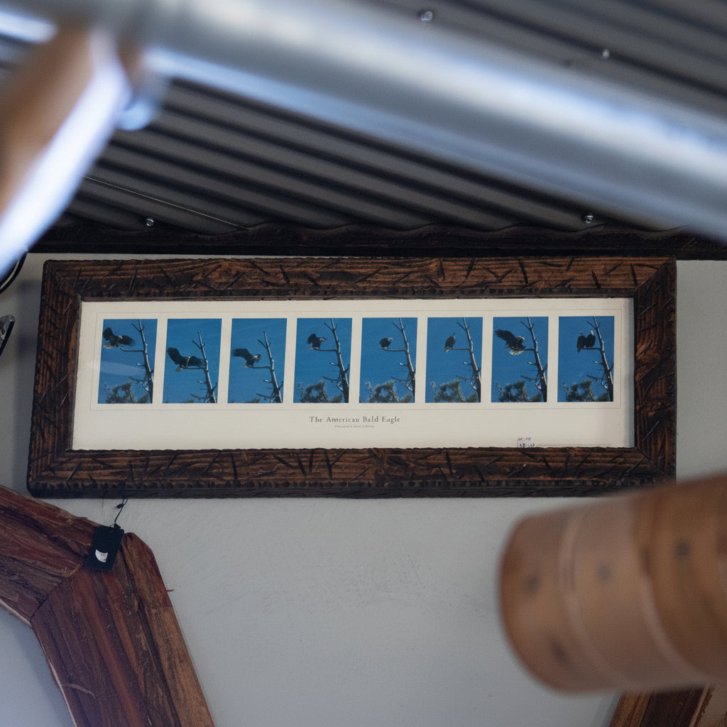 Multiple Photos Taken by Photographer Robert R. Fletcher of George and Gracie Our Local American Bald Eagles.