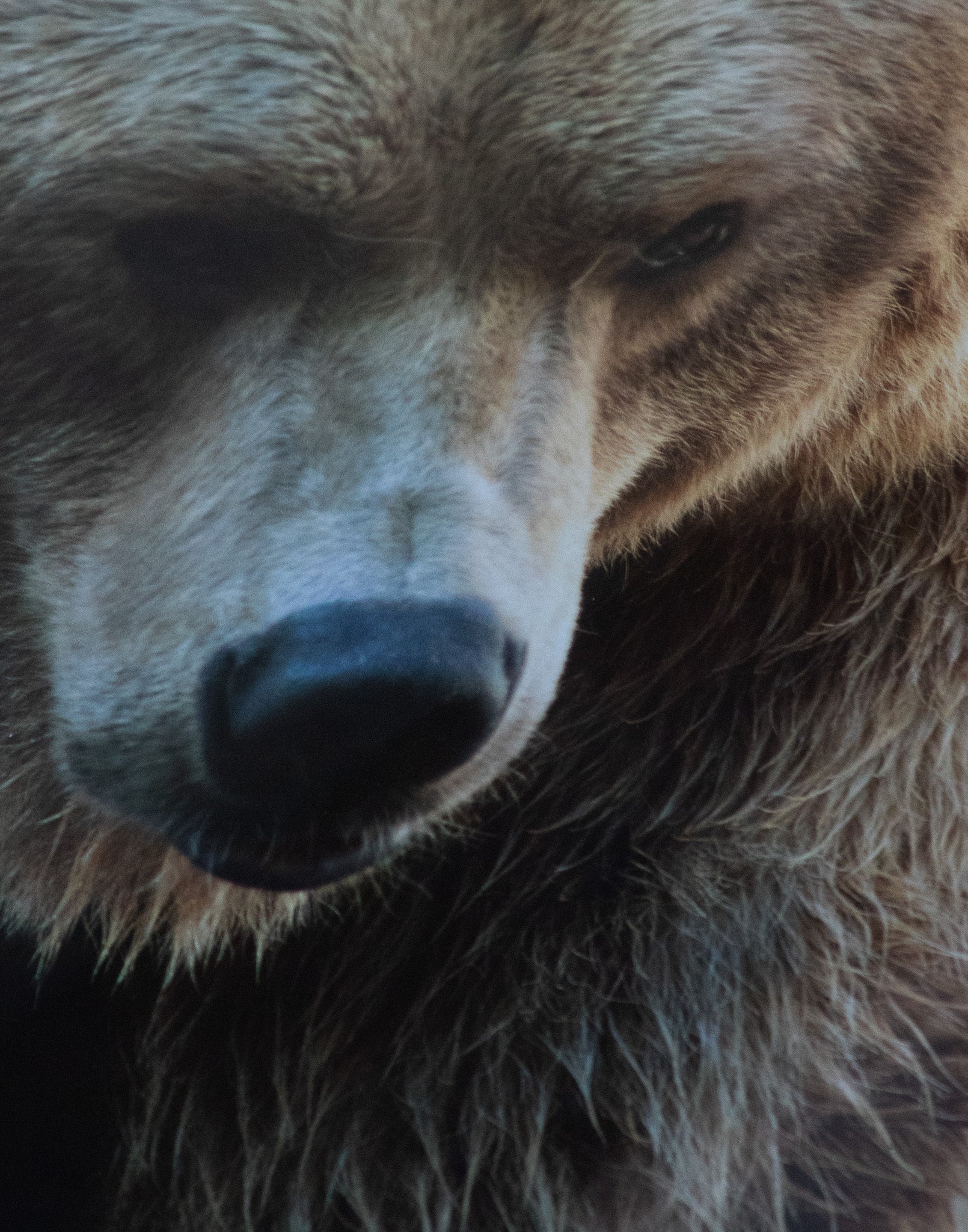 Original Alaskan Grizzly Bear Photo with Custom Log Frame