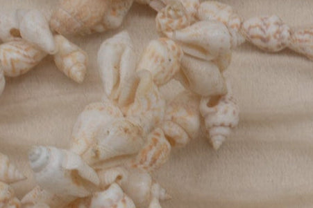 Cowrie Seashell Long Necklace