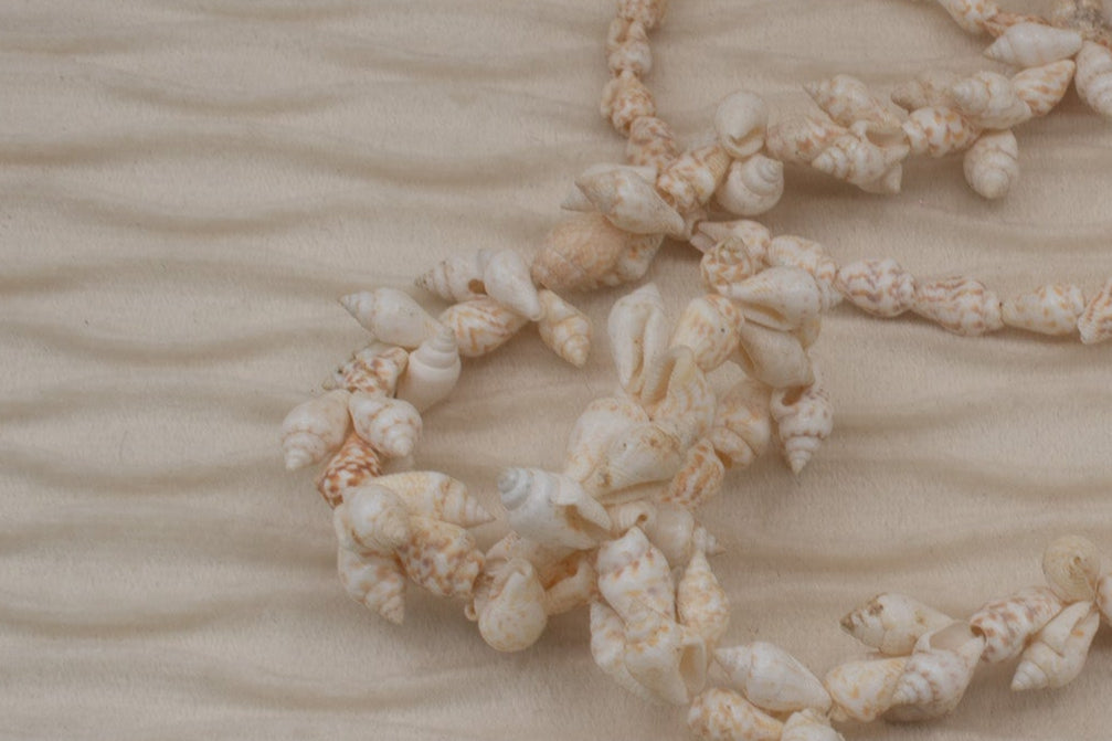 Cowrie Seashell Long Necklace