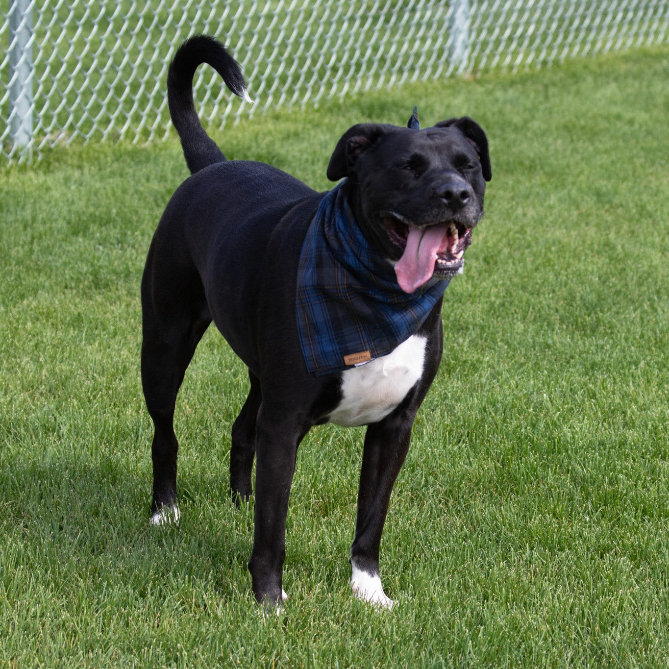 Pendleton Pet Gift Set of 3 classic plaid bandanas
