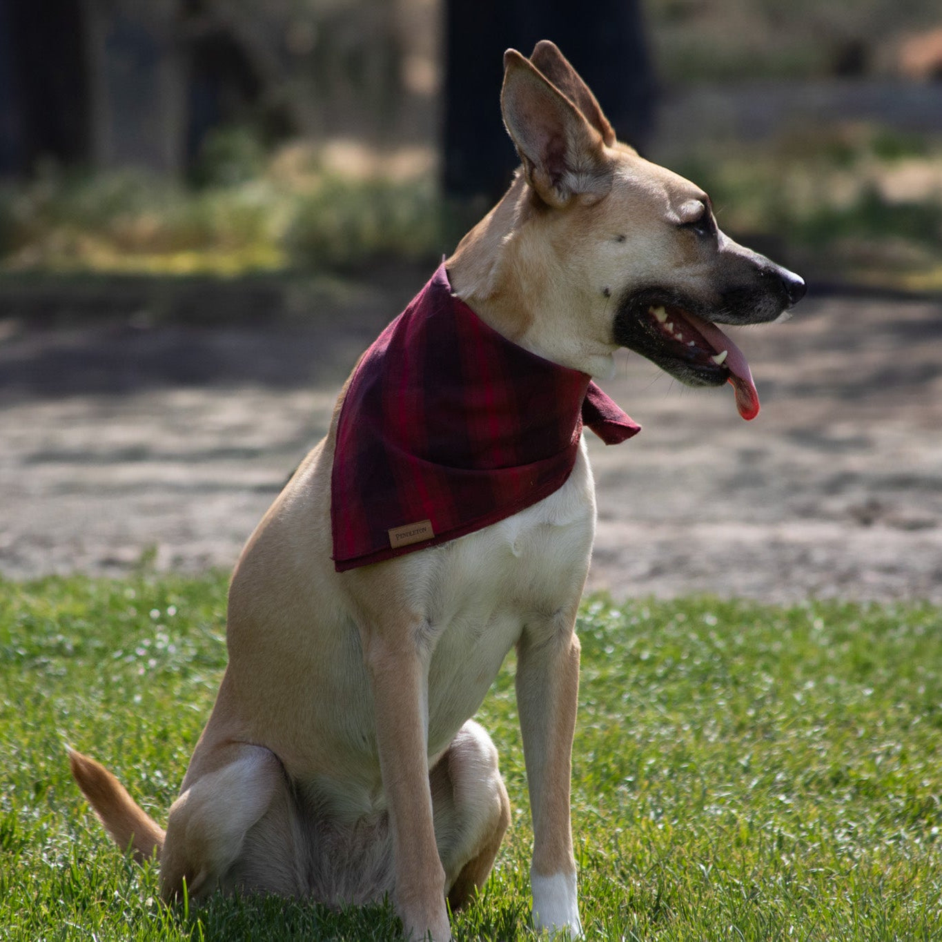 Pendleton Pet Gift Set of 3 classic plaid bandanas