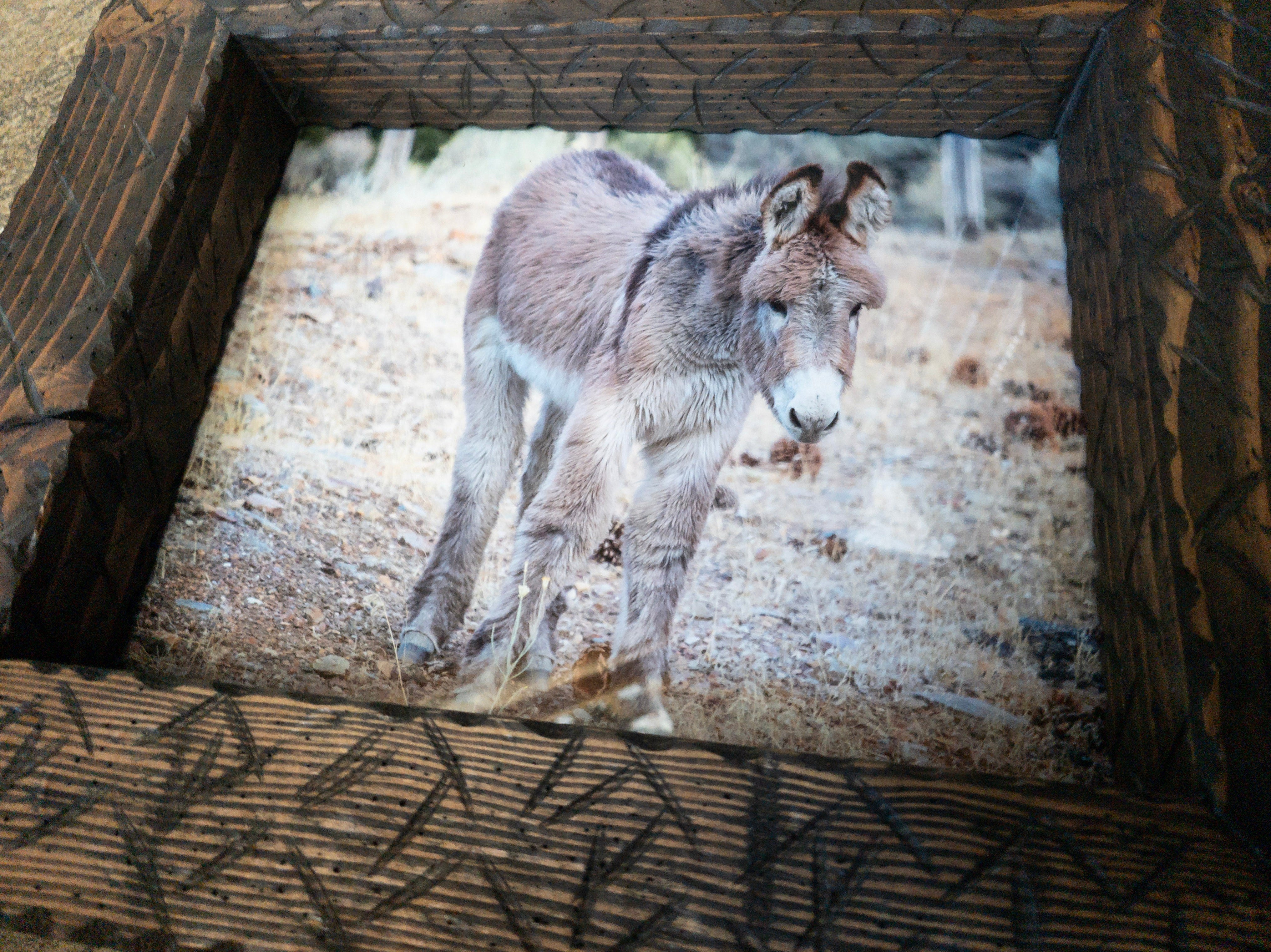 Original Framed Photo of a Burro in Big Bear California