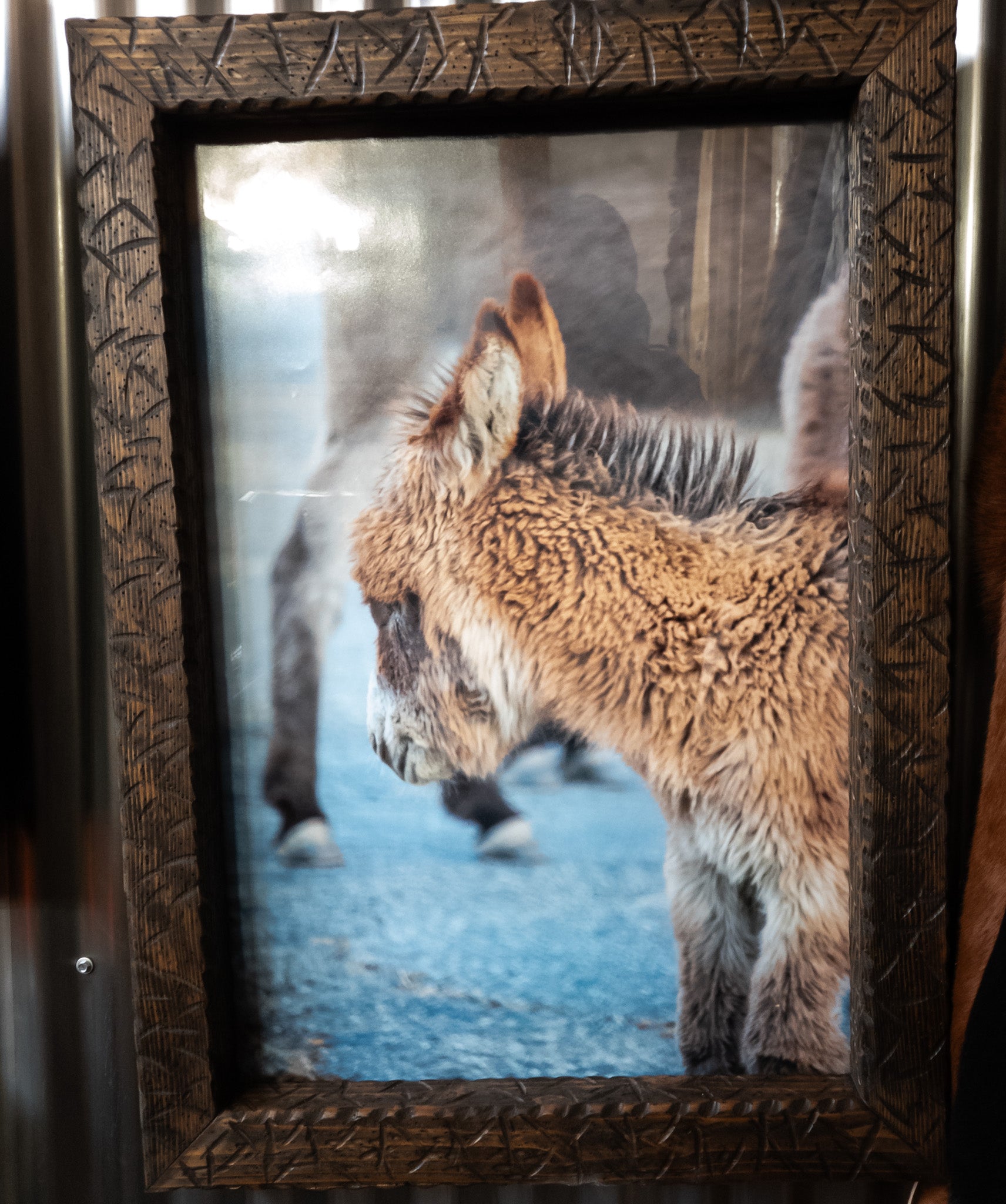 Original Framed Photo of a Young Burro in Big Bear California