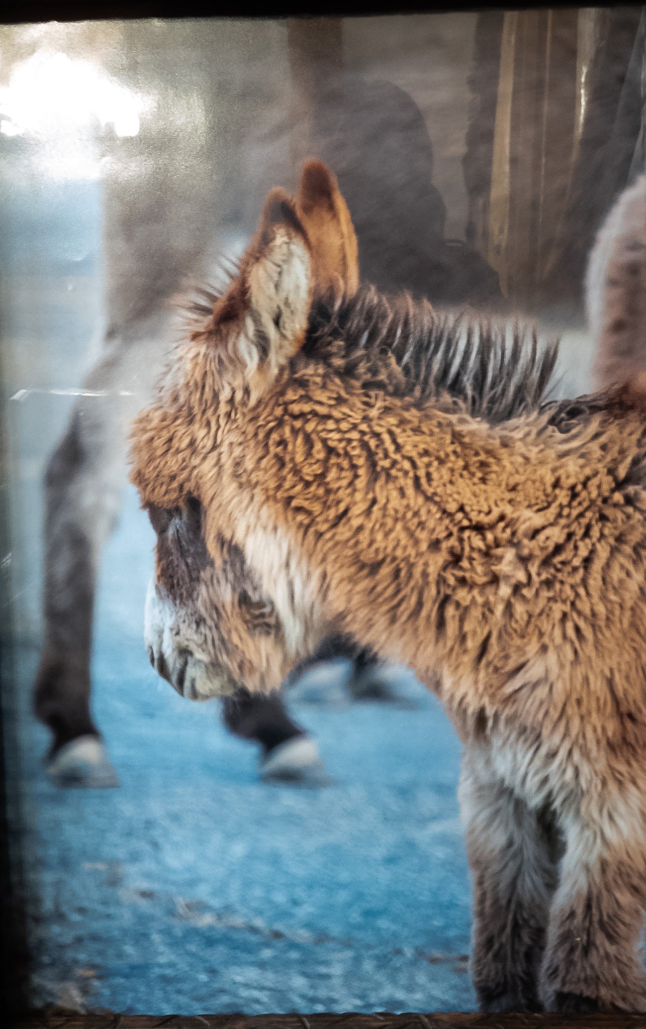 Original Framed Photo of a Young Burro in Big Bear California