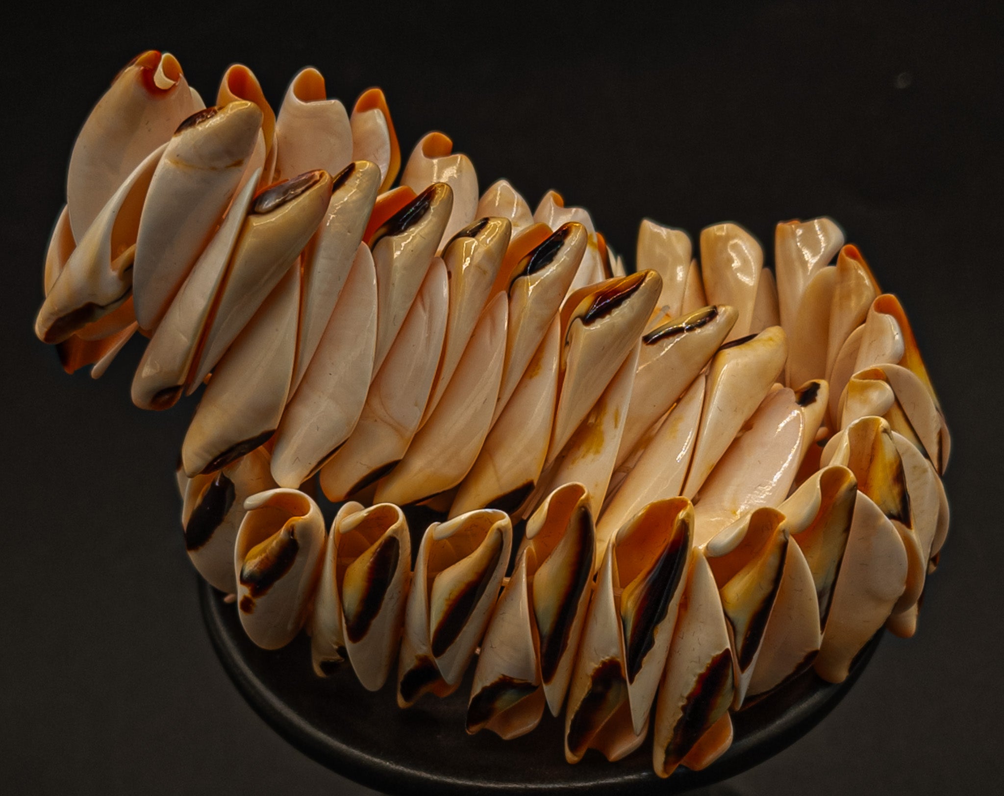 Conch Shell Stretch Bracelet