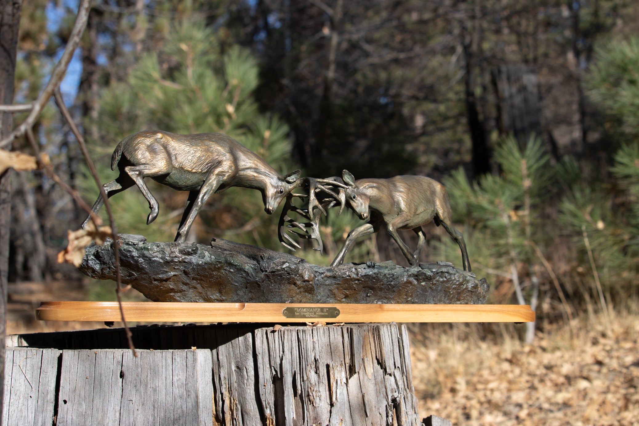 "Dominance II" By  Bradford Williams 85/ 1950.  Bronze sculpture depicts two fighting whitetail bucks