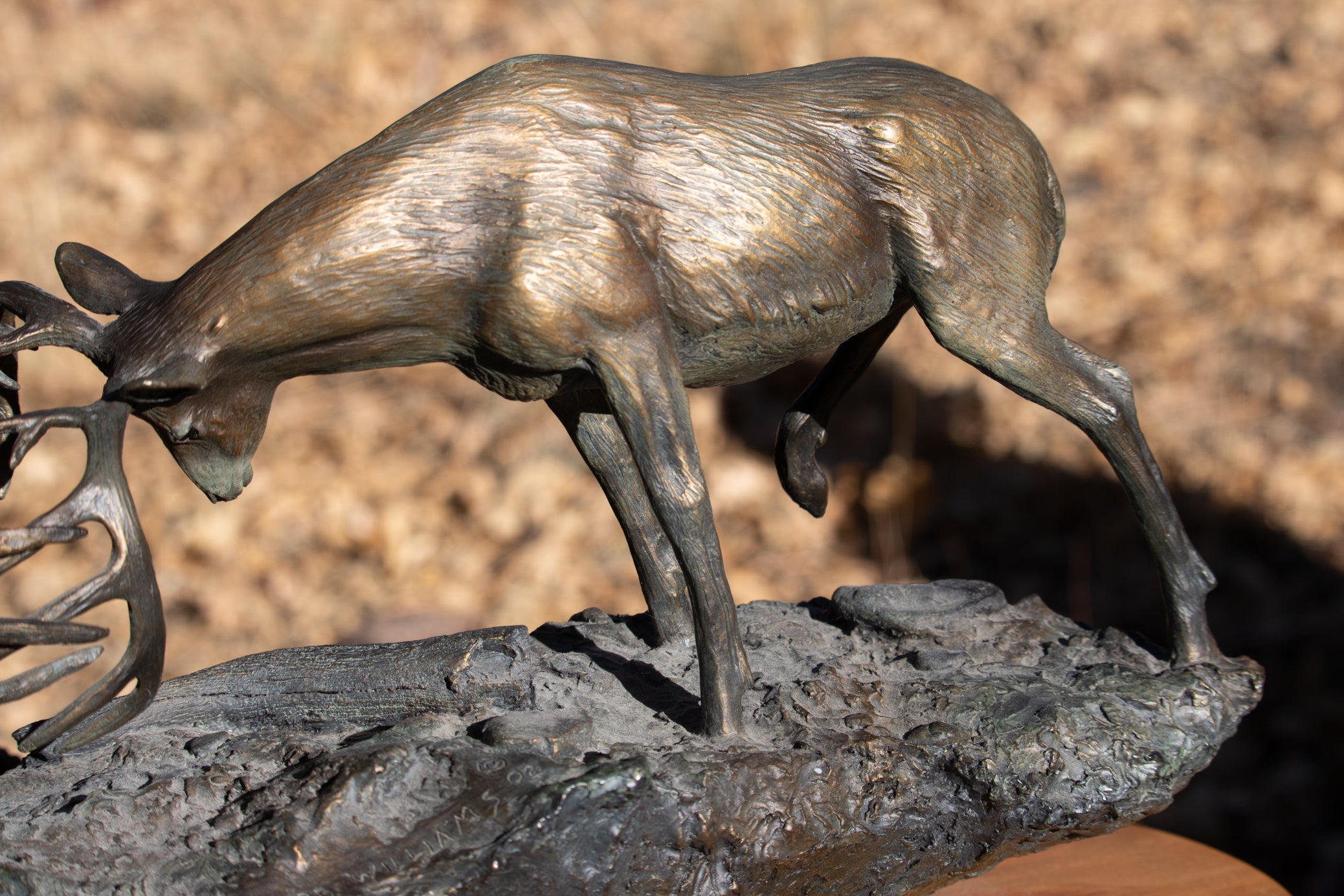 "Dominance II" By  Bradford Williams 85/ 1950.  Bronze sculpture depicts two fighting whitetail bucks