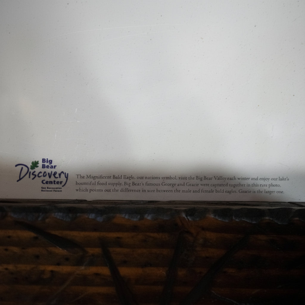 Multiple Photos Taken by Photographer Robert R. Fletcher of George and Gracie Our Local American Bald Eagles.