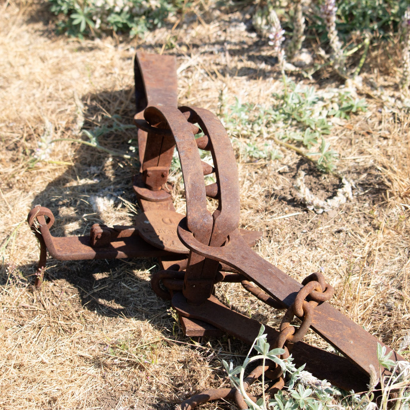 Rustic Rare 18th Century Machine Forged Bear Trap