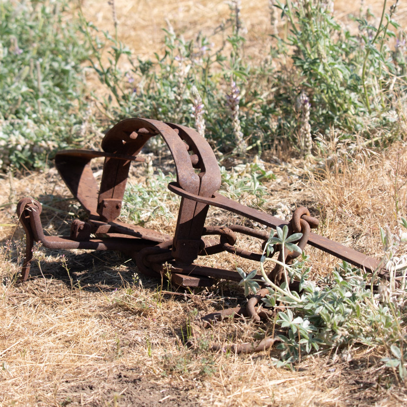Rustic Rare 18th Century Machine Forged Bear Trap