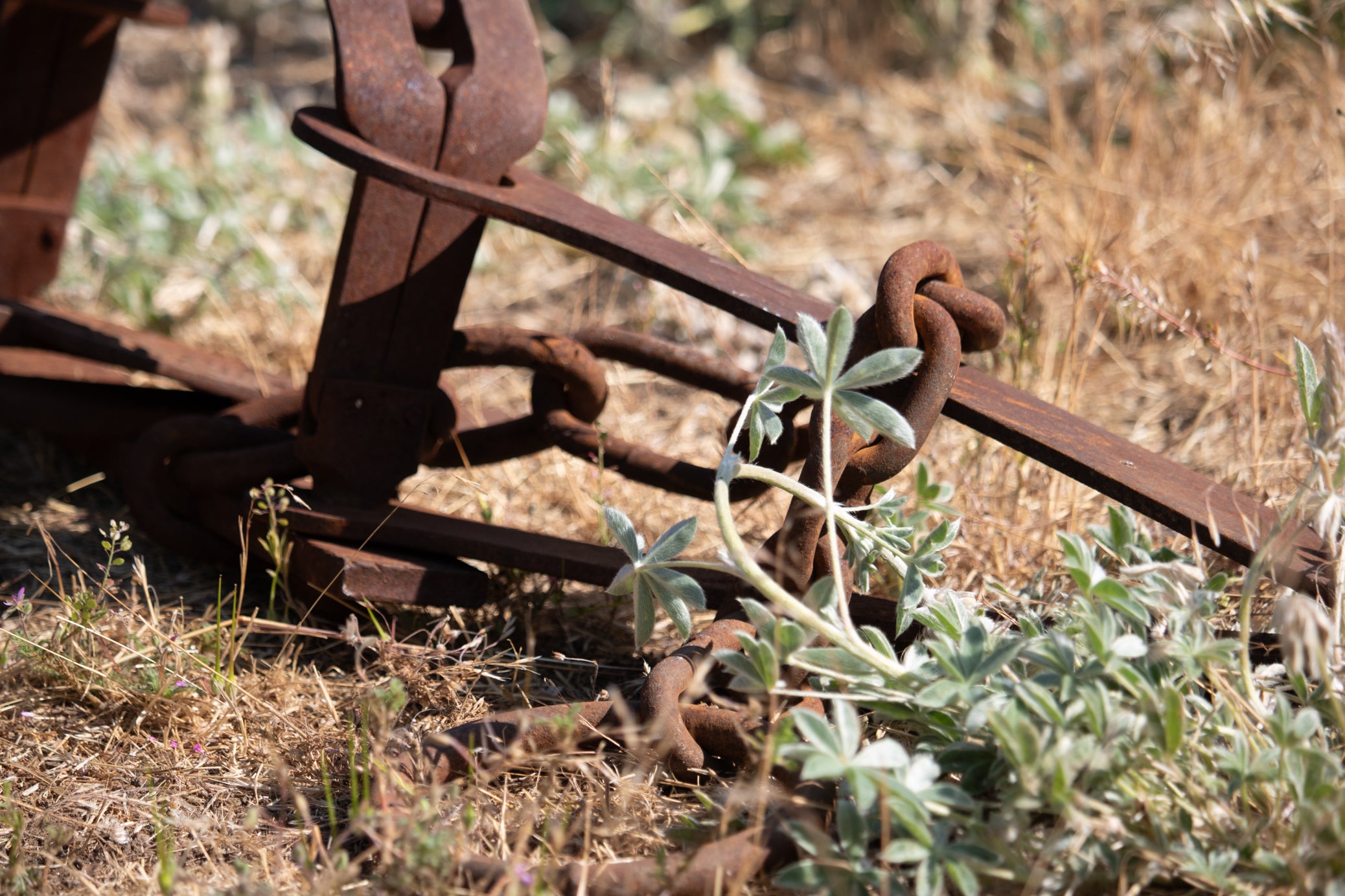 Rustic Rare 18th Century Machine Forged Bear Trap