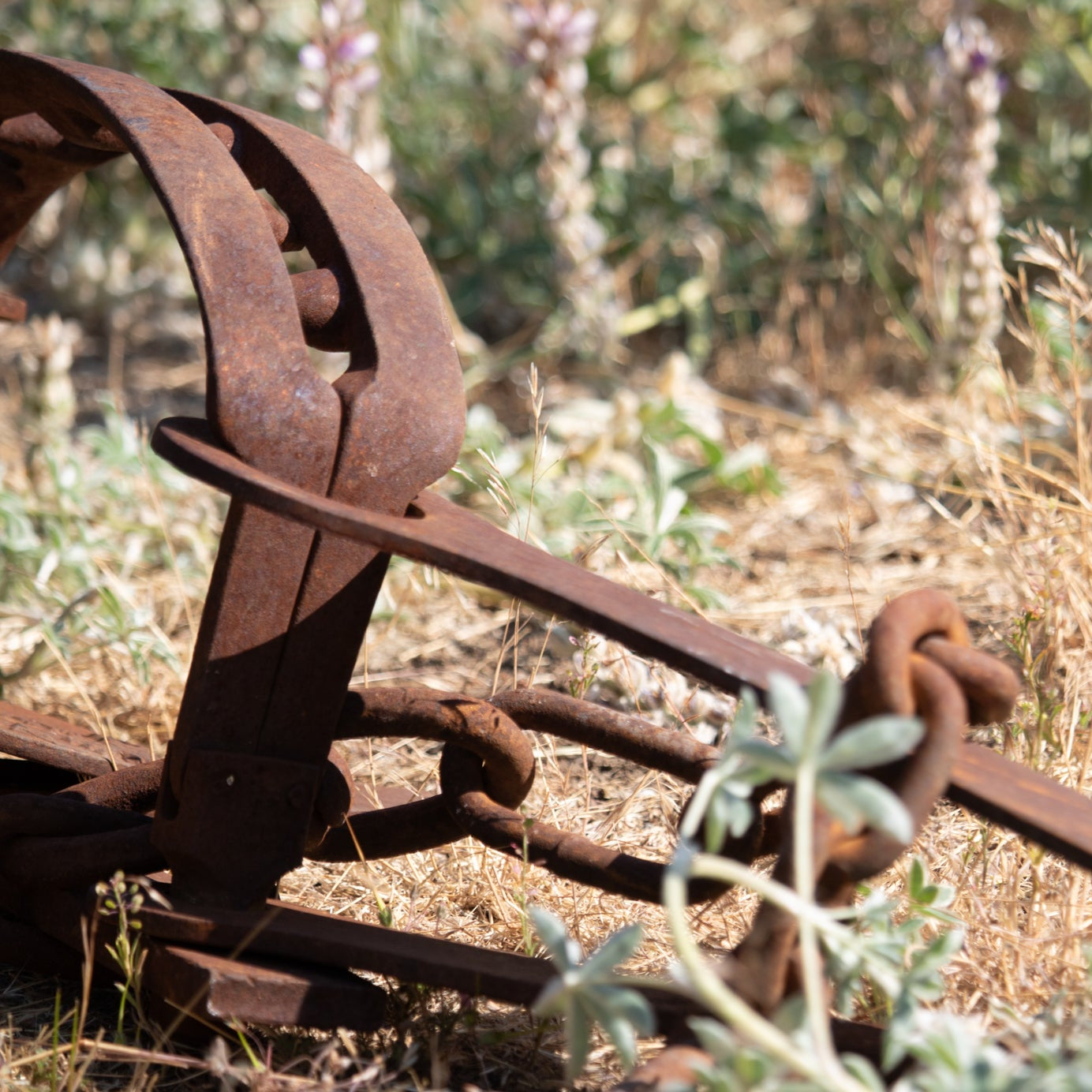 Rustic Rare 18th Century Machine Forged Bear Trap