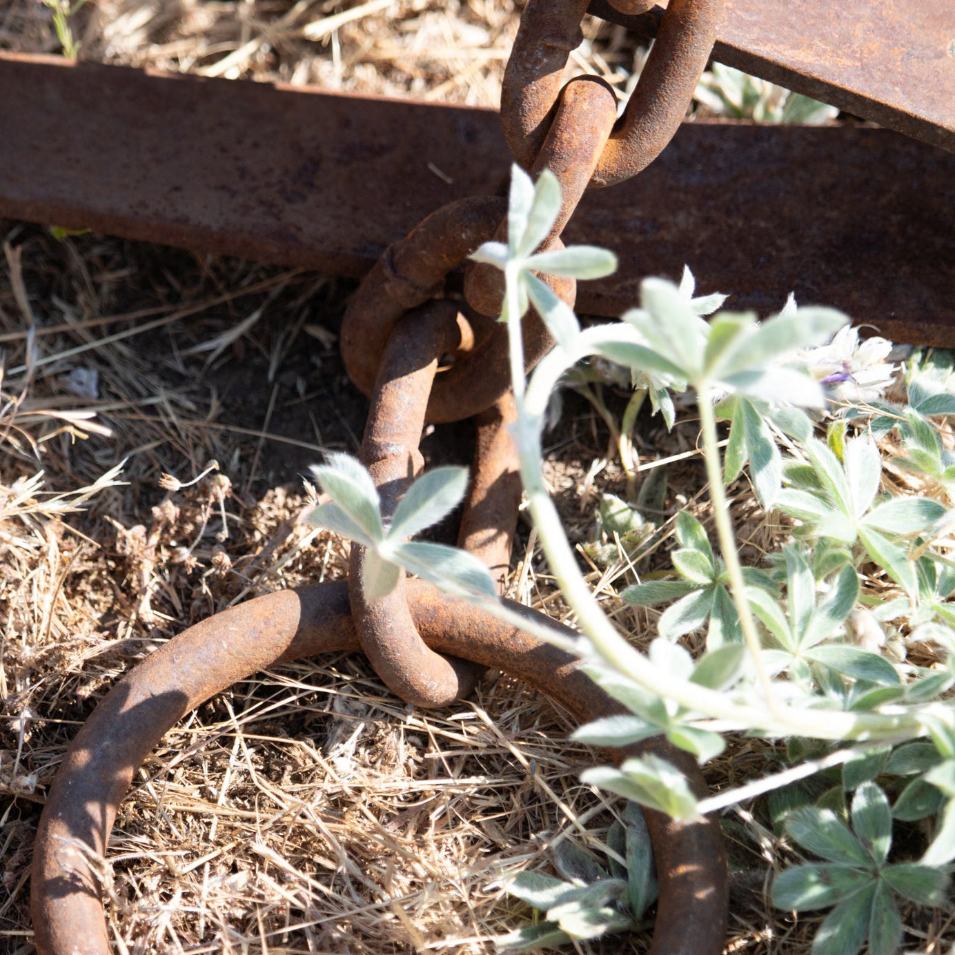 Rustic Rare 18th Century Machine Forged Bear Trap